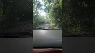 #hills #hillroad #carride #2024 #thrissur #kerala #familytrip #travel #trip #picnic #nature #forest