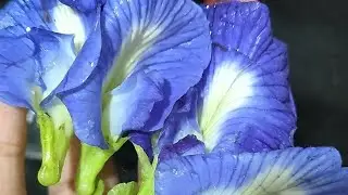 Blue tea (Butterfly pea tea ) colour changing drink 