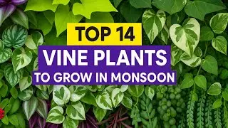 TOP 14 VINE Plants🪴 to Grow in Monsoon🌧️ | Best Trailing Plants for Rainy Season Balcony & Garden!