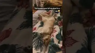 #youtube #youtubeshorts #foryou #funny #olaf #viral #love #cat #fypシ #nyc #cats #funnyvideo