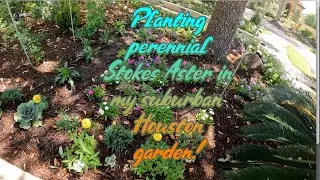 Perennials that come back every year - front Garden Refresh with Stokesia #TheAmateurGardener 🌿