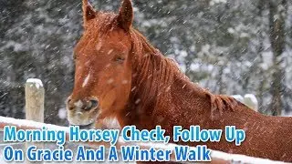 Morning Horsey Check, Follow Up On Gracie Horse Training, And A Winter Walk
