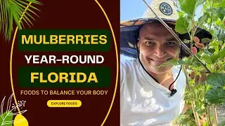 Fruit Trees Florida - Everbearing Mulberry