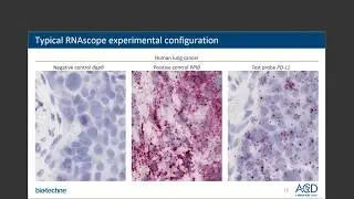 2020Apr23 Tissue-based RNA detection w/ PAS: Quantitative Image Analysis from Histopathology Experts