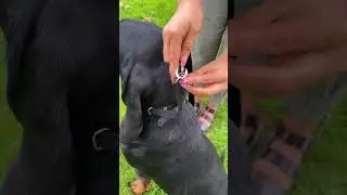 Canny Collar - Game Changer!