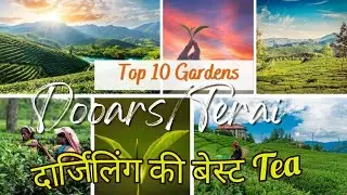 Top 10 Tea Garden of Dooars & Terai | Chai Guru | #teagarden #chai