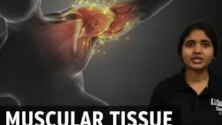 What is musculer tissue|CLASS 9th biology |NCERT COVERED |biology BY100MYA MA'AM 