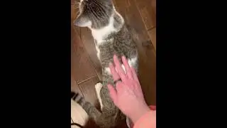 Video of adoptable pet named Cleveland