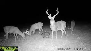 Great Plains Presents: The Big Buck Playground - Online Auction | 160&plusmn; Acres | Waldron, Kansas |