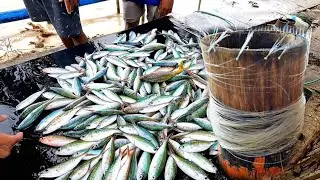 Mabisang panghuli ng isdang dalagang bukid | Sabiki Fishing Tutorial