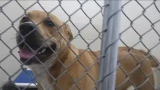 Northwest Ohio animal shelters seeing increased pet surrenders