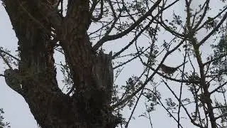 Pallid Scops Owl Mobbed by Birds (Including Whitethroat !)