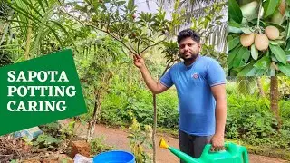 How to plant fruits tree in drum?  വലിയ സപ്പോട്ട ചെടി ഡ്രംമിൽ നാട്ടുനോക്കിയാലോ|Food and FA|Gardening