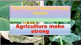Plant protection measures of pea diseases