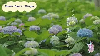 enjoy hydrangea flower in #Jiangsu Province. #flower #nature #park #life #outdoorfun #vibe #travel
