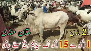 Sahiwal or Cholistani Meduim Range Sassttyy janwar ki latest update