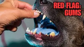 Go Now vs. Wait: The 3 Red Flags That Mean Your Pet Is Dying (A Vet's Urgent Guide)