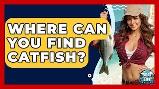 Where Can You Find Catfish? - Boat Life Masters