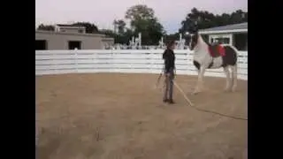 Comanche (Tennessee walking gelding) 2 basic liberty - turning