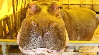 Circus Voyage 2016 @ M&uuml;nchen Trudering. Besuch der Tiere