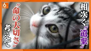 【糖尿でおせわができません】子猫20匹が相次いで捨てられる　保護施設はキャパオーバーに【大阪・河内長野市】