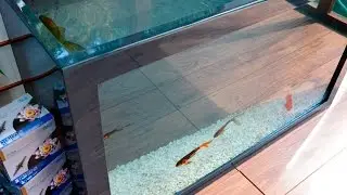 Modern Pond with a Window | Atlantica Gardens
