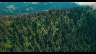 Drone Shot Of Forest --- Copyright Free Video