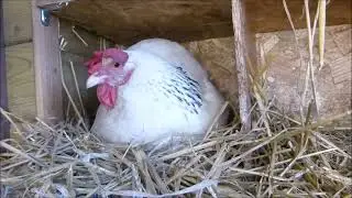 La Gallina Sussex pone un huevo