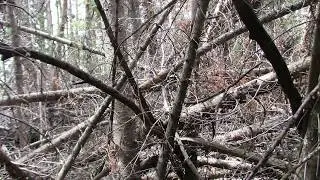 👍 BIGFOOT Structures