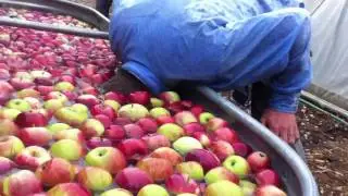 Bobbing for Apples feat. Champ Tony