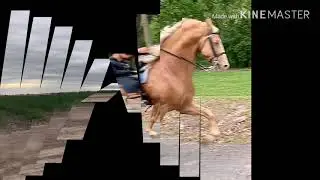 Goldie Loc Gold Champagne Twh Stallion after 3 weeks of work now owned by Randy Savage of California