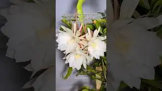 Brahma Kamal Blooming | 3 Epiphyllum Oxypetalum Flowers in Stunning Timelapse #flowers  #plants