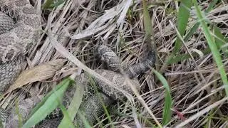 Western Massasaugas Copulating 727A2785