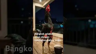 Bangkok Selatan !!! #newmusic #afrobeats #dance #music #people #ayam #bangkokselatan
