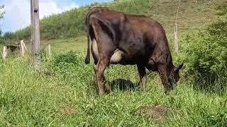 Filha de vaca que dava 18 litros&hellip; quanto ser&aacute; que essa novilha vai produzir?