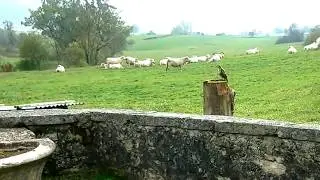 NATURE et PATURAGE - TRAVERS CHAMPS  - Haut Bugey
