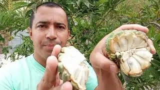 BENEF&Iacute;CIOS DA PINHA, FRUTA DO CONDE OU ATA  para a Sa&uacute;de - voc&ecirc; vai se SURPREENDER