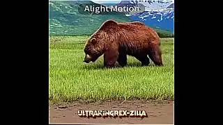 Polar Bear Vs. Grizzly Bear #animals #shorts