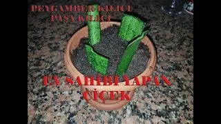 Paşa kılıcı çiçeği. Ev sahibi yapıyor. Ben denemiştim oldu.