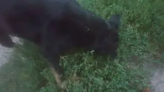 Собачка возле заброшенного дома!!!
