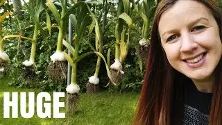 HUGE Elephant Garlic Harvest From The Allotment Garden