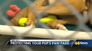 How to protect your dog's paw pads from hot pavement