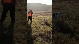 They can hide in cut grass! #pheasanthunting #pheasants #gsp #huntingdog #hunting #hunters #birddog