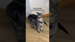 ВОТ что означает мяуканье вашей кошки!