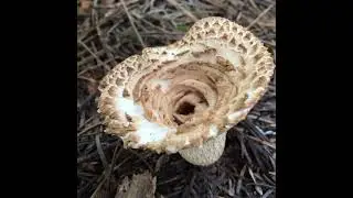 Turbinellus kauffmanii