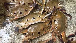 How To clean crabs at home