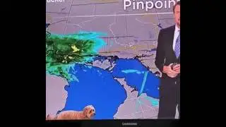 Anthony Farnell and Storm the Weather Dog.