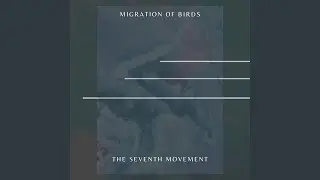 Migration Of Birds