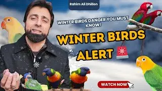 Sardi Mein Yeh Ghalti = Chicks Dead 😱 | Winter Bird Care. #dhillonaviary #birds 