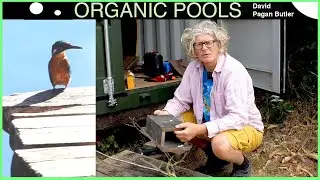 How to Attract Kingfishers to the Pool